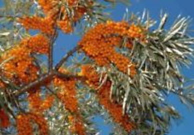 ซีบัคธอร์น (Sea Buckthorn) / 100 เม็ด