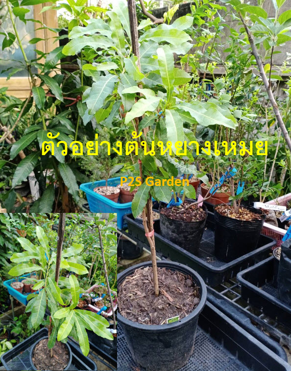 ต้นหยางเหมย/เอี่ยบ๊วย/เบย์เบอรี่แดง/ยัมเบอรี่ สูง 50-70 ซ.ม. (China)