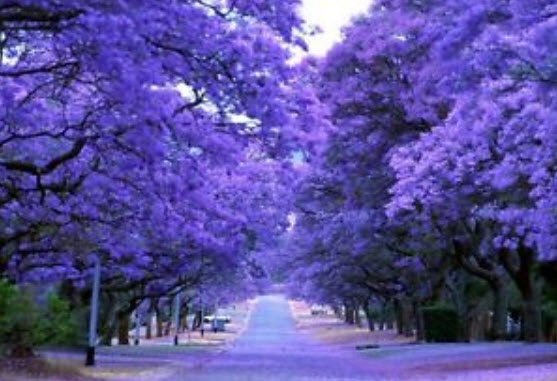 ศรีตรัง (Jacaranda mimosifolia) บอนไซ / 30 เม็ด (UK)