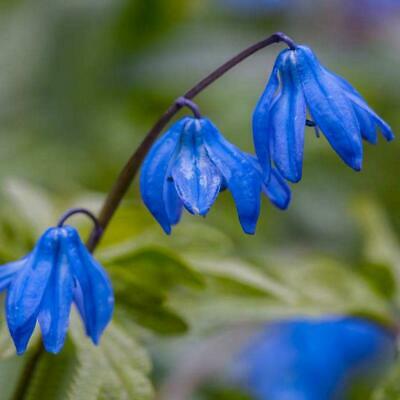 บลูเบลล์ (Bluebell) / 20 เม็ด (Malaysia)