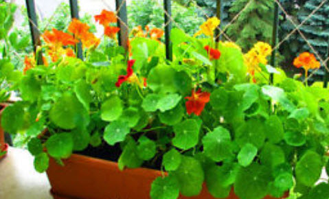 แนสเตอเตียม (Nasturtium) ต้นเตี้ย / 25 เม็ด (UK)
