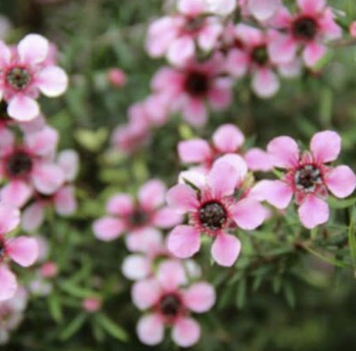 ต้นมานูก้า ดอกสีชมพู (Manuka) สูง 20-40 ซ.ม. / ต้น