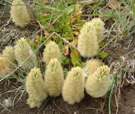 หางลูกแมว หรือพุสซี่ เทล (Pussy Tails) / 5 เม็ด (Australia)