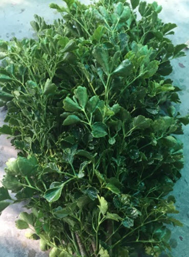 ต้นเล็บครุฑผักชี กระถาง สูง 30-50 ซ.ม. / ต้น