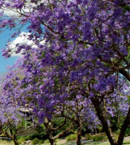 เพาโลเนีย หรือพอโลเนีย (Paulownia tomentosa) / 500 เม็ด (Spain) *
