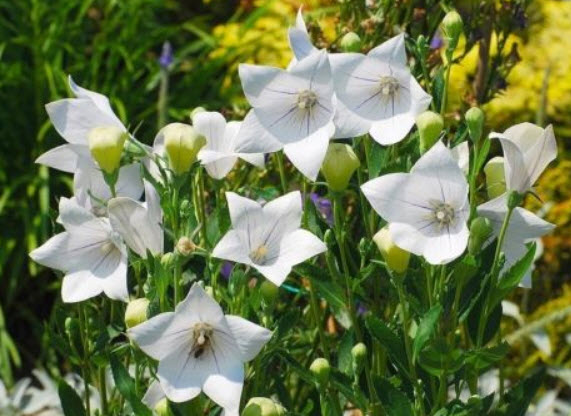 บอลลูน ฟลาวเวอร์ - แอสตร้า ไว้ท์ (Balloon Flower - Astra White) / 125 เม็ด (UK)