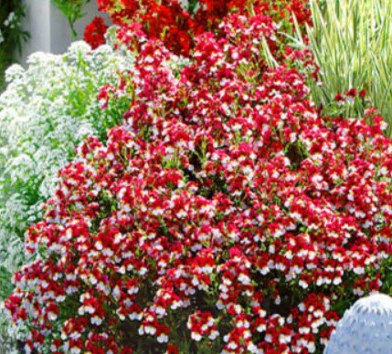 เนมีเซีย แดนิช แฟล็ก (Nemesia Danish Flag) / 1,000 เม็ด (UK)