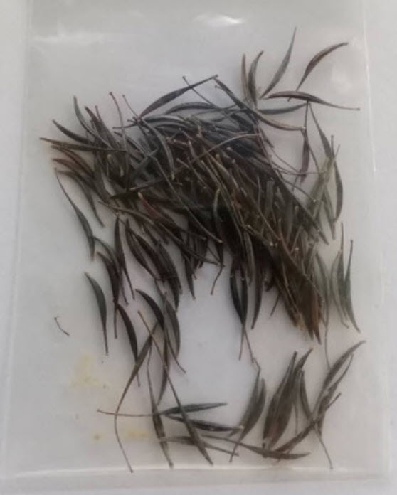 ดาวกระจายไทย ดอกสีชมพู / 100 เม็ด สวยมาก