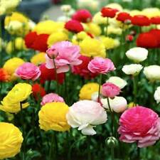 รานังคูลัส หรือบัทเตอร์คัพ (Ranunculus) คละ / ซอง 100 เม็ด (S080)