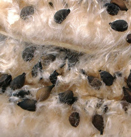 งิ้วแดง งิ้วป่า งิ้วปงแดง งิ้วหนาม / 10 เม็ด