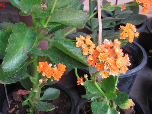 ต้นกุหลาบหิน (Kalanchoe) สีส้ม ซ้อน size-M / ต้น