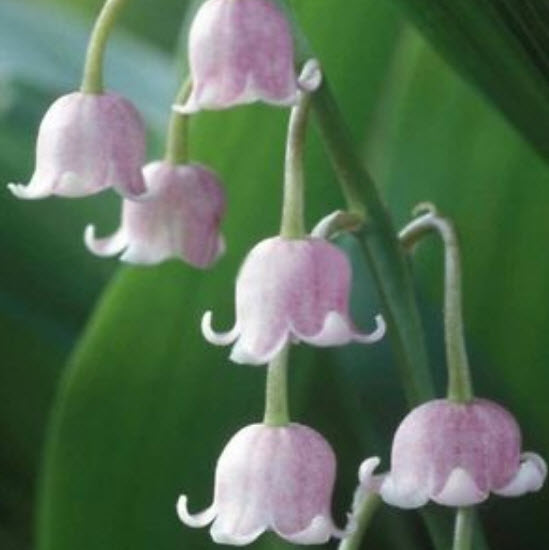 กล้วยไม้ระฆัง (Bell Orchid / Lily of Valley) คละ 10 สี / 200 เม็ด