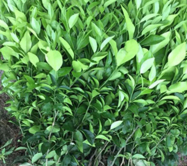 ส้มสะดือ วอชิงตัน (Washington Navel Orange) / 10 เม็ด (China)