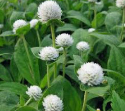บานไม่รู้โรย (Globe Amaranth) สีขาว / 100 เม็ด (ไทย)