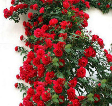 กุหลาบเลื้อย สีแดง / 100 เม็ด