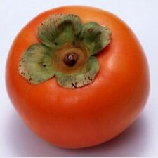 พลับ (Persimmon / D.kaki) / 30 เม็ด