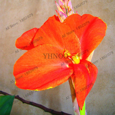 พุทธรักษา (Canna Lily) คละสี / 10 เม็ด (ไทย)