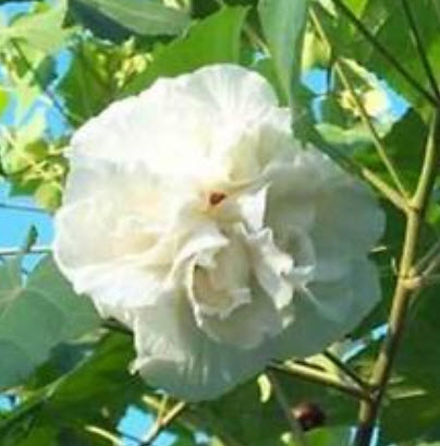 พุดตานกลีบซ้อน (Cotton rose) / 10 เม็ด (นอก)