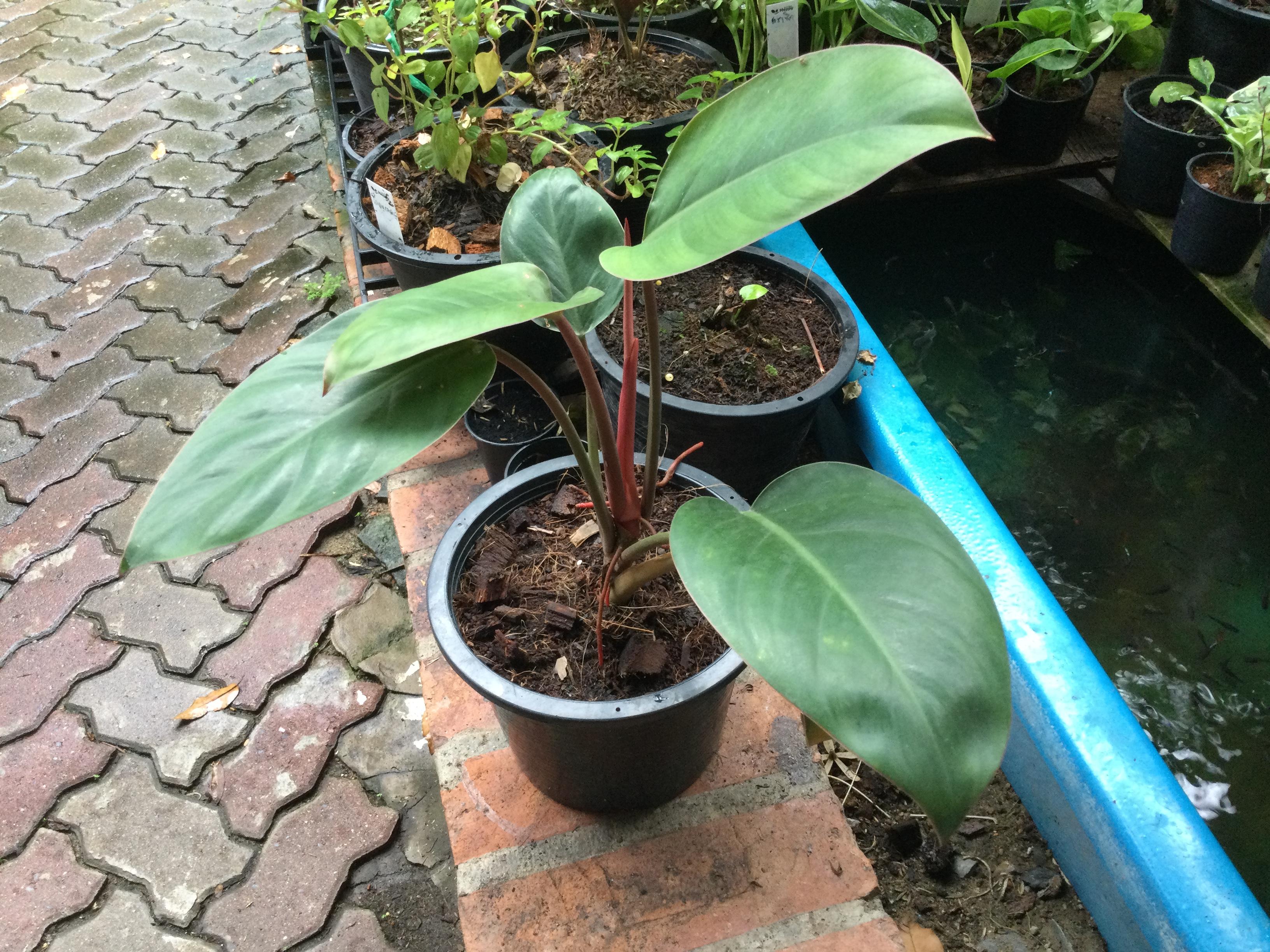 ต้นฟิโล เรด คองโก (Red Congo Philo) กระถาง 10 นิ้ว