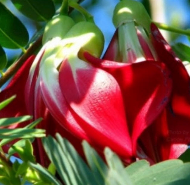 แคแดง แคดอกสีแดง แคดอกแดง / 60 เม็ด สวยน่าปลูก แกงส้มกินได้