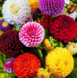 ดาห์เลียปิงปอง (Dahlia Pompons) ซ้อน คละ / 50 เม็ด (UK)