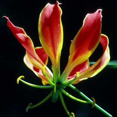 ดองดึง (Flame lily / Climbing lily) แดง-เหลือง / 50 เม็ด