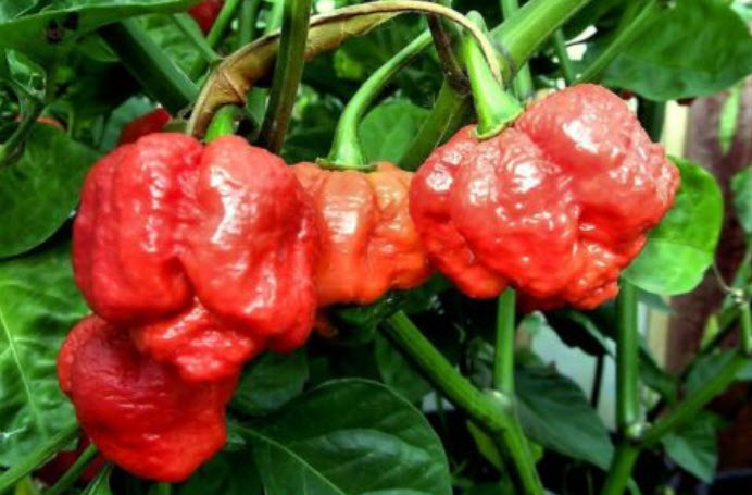Trinidad Scorpion Butch / 50 เม็ด (China)