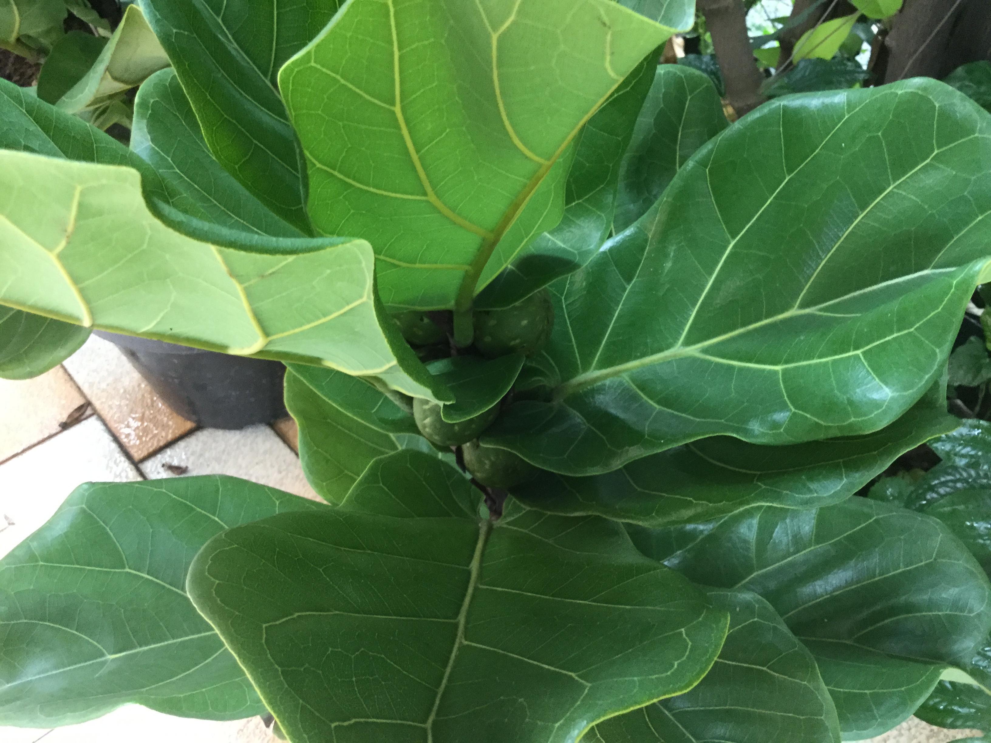 ต้นไทรใบสัก กระถาง สูง 30 ซ.ม. / ต้น