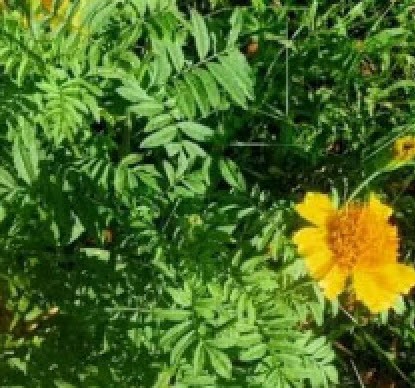 ดาวเรืองพื้นเมือง (Native Marigold) / 300 เม็ด หายากมาก