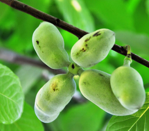 พอว์พอว์ (Paw Paw / Asimina tribola) / 5 เม็ด (P2S)