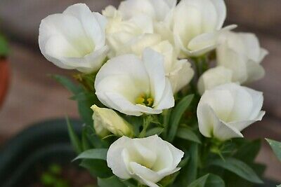 ไลซิแอนธัส (Lisianthus) คละ / 200 เม็ด (Russia)