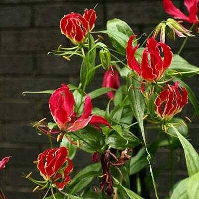 ดองดึง (Flame lily / Climbing lily) แดง-เหลือง / 50 เม็ด