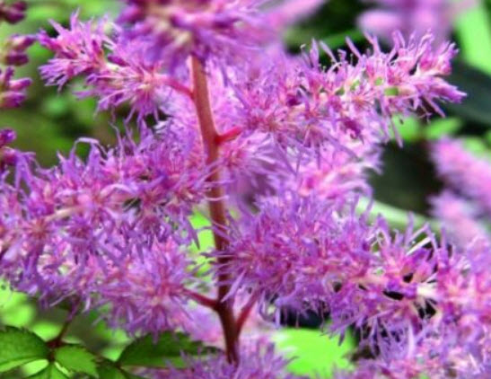 อัสดง (Astilbe) คละสี+สายพันธุ์ / 100 เม็ด (นอก)