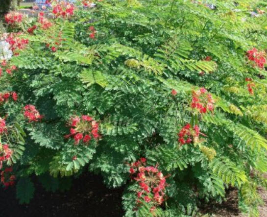 หางนกยูงไทย ดอกสีแดง (Red Pride of Barbados) / 5 เม็ด (UK)