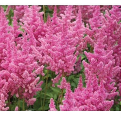 อัสดง (Astilbe) สีชมพู / 100 เม็ด