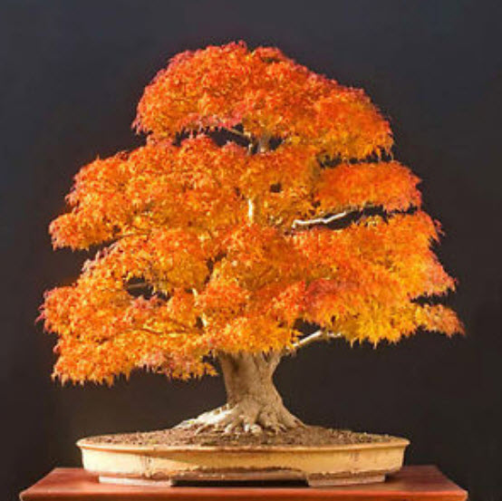 เมเปิ้ลบอนไซ (Maple Bonsai - ACER) สีเหลือง / 20 เม็ด