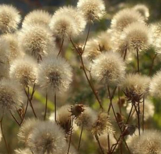 แดนดิไลออน (Dandelion) คละ / 50 เม็ด