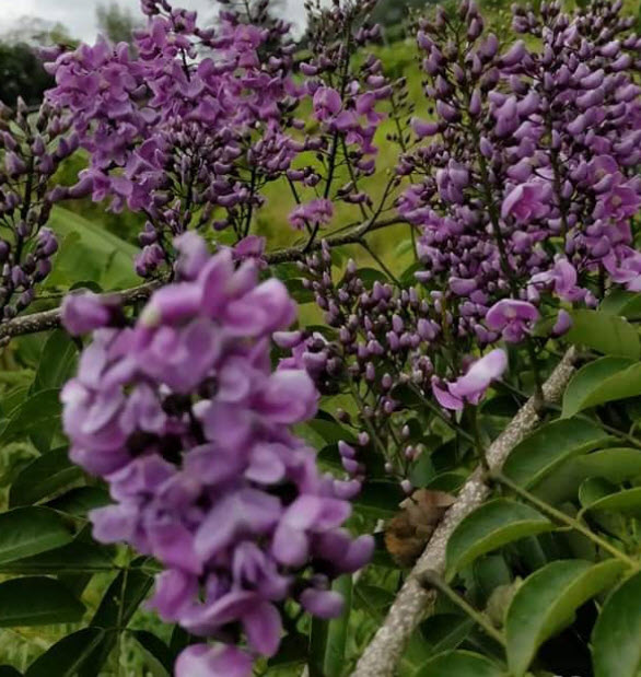 ต้นคูนม่วงแคระ ต้นใหญ่ สูง 1.30-1.50 เมตร ติดดอกแล้ว