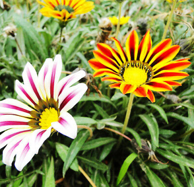 กาซาเนีย (Gazania) คละ / ซอง 50 เม็ด (A029)