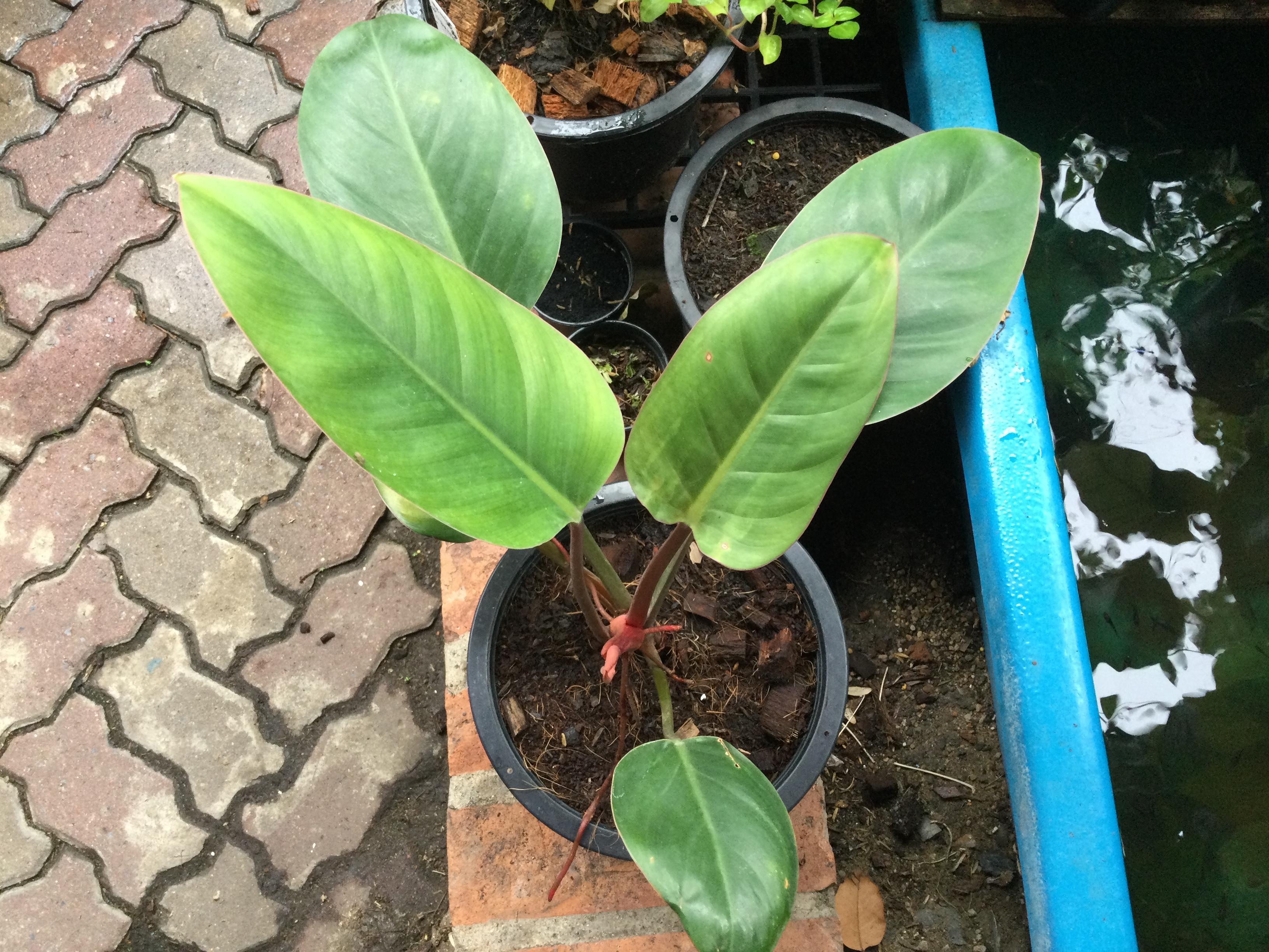 ต้นฟิโล เรด คองโก (Red Congo Philo) กระถาง 10 นิ้ว