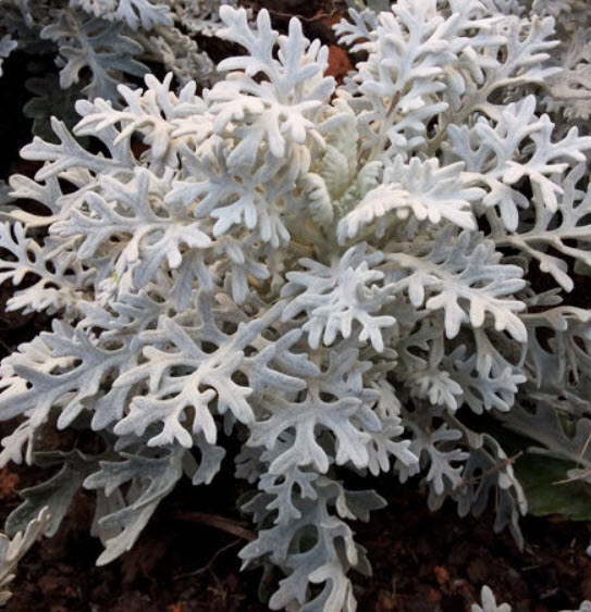 ละอองเงิน (Dusty Miller) / ซอง 30 เม็ด (F015)