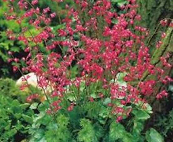 ฮิวเชร่า ฟายร์ฟลาย (Heuchera Firefly) / 50 เม็ด (USA)