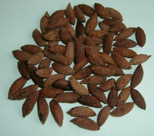 มะกอกคาลามาตา (Kalamata Greek Olive) หรือมะกอกดำ / 5 เม็ด (UK)