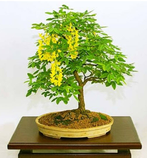 โกลเด้น เชน (Golden Chain Tree) บอนไซ / 60 เม็ด (UK)
