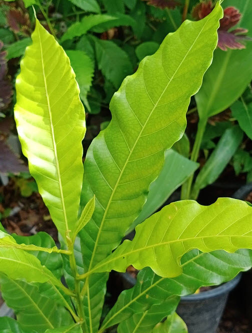 ต้น เอบิว อะบิว เอบิวไต้หวัน สูง 60-80 ซ.ม. รสชาดอร่อย