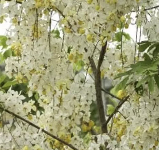 คูนขาว หรือคูนดอกขาว (Cassia Hybrid) / 20 เม็ด