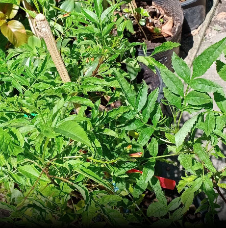 ต้นทองอุไร สีแดง-ส้ม สูง 40-55 ซ.ม. / ต้น