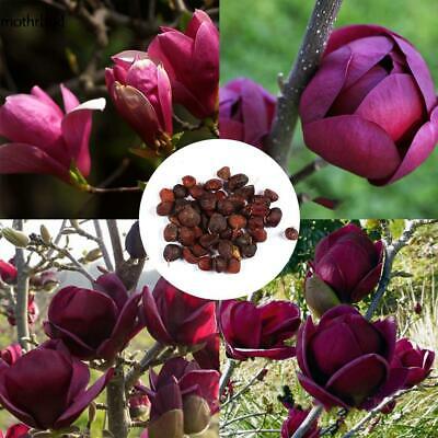 แม็กโนเลีย ยูหลาน (Magnolia Yulan) สีม่วงเข้ม / 20 เม็ด (China)