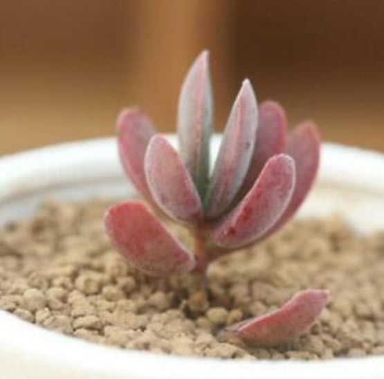เมล็ดกุหลาบหิน (Kalanchoe) สีแดง "Setting Sun" / 100 เม็ด (นอก)