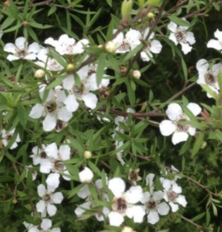 ต้นมานูก้า นิวซีแลนด์ ดอกสีขาว (Manuka) กระถาง 10 นิ้ว สูง 50-70 ซ.ม. / ต้น